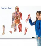 Double sided Magnetic Human Body