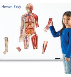Double sided Magnetic Human Body