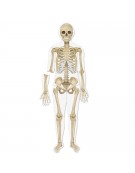 Double sided Magnetic Human Body