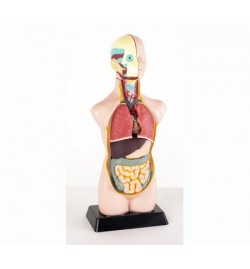 Half-Scale Anatomical Torso