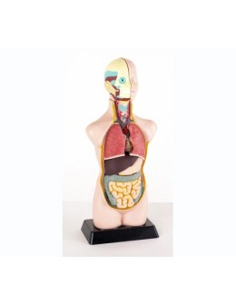 Half-Scale Human Anatomy Torso Model 50cm – 11 Dissectible Parts (MK050)