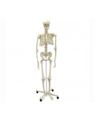 Human Skeleton 168cm