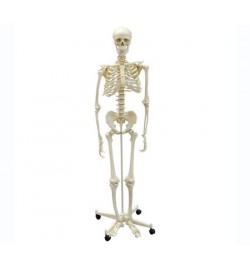 Human Skeleton 168cm