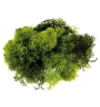 Grass Moss 30gr Dark Green