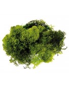 Grass Moss 30gr Natural