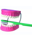 Giant Dental Care Model 45cm