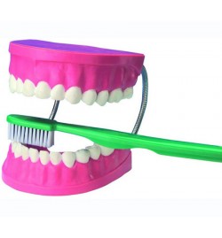 Giant Dental Care Model 45cm