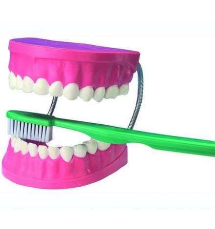 Giant Dental Care Model 45cm