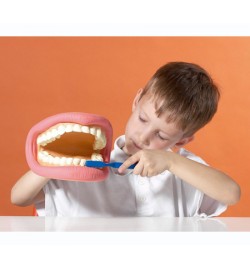 Giant Teeth Dental Demonstration Model