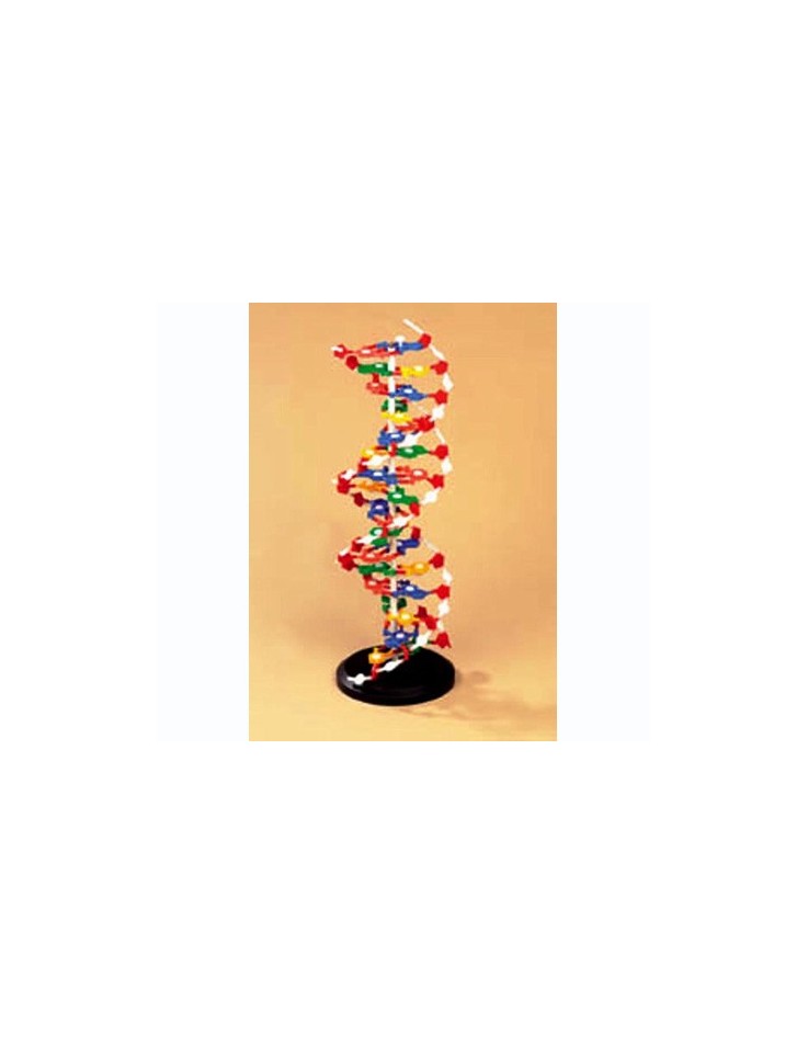 Μοντέλο DNA 60cm