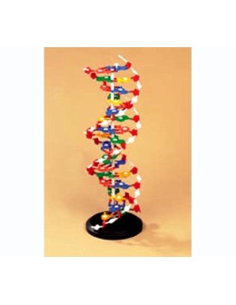 Μοντέλο DNA 60cm