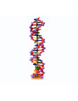 Μοντέλο DNA 22-layer