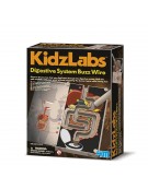 Digestive System Buzz Wire