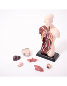 Quarter-Scale Anatomical Torso