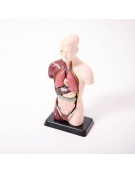 Quarter-Scale Anatomical Torso