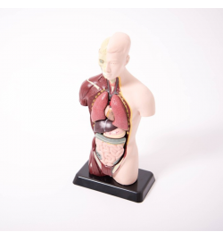 Quarter-Scale Anatomical Torso