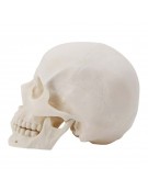 Model of Human Skull