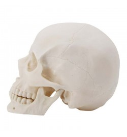 Model of Human Skull