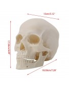 Model of Human Skull