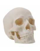 Model of Human Skull