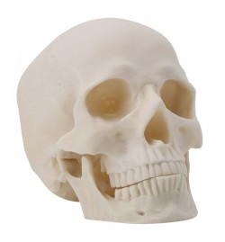 Model of Human Skull