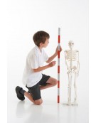 Half-Scale Skeleton 85cm