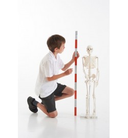 Half-Scale Skeleton 85cm