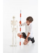 Half-Scale Skeleton 85cm