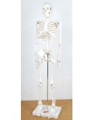 Half-Scale Skeleton 85cm