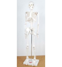 Half-Scale Skeleton 85cm