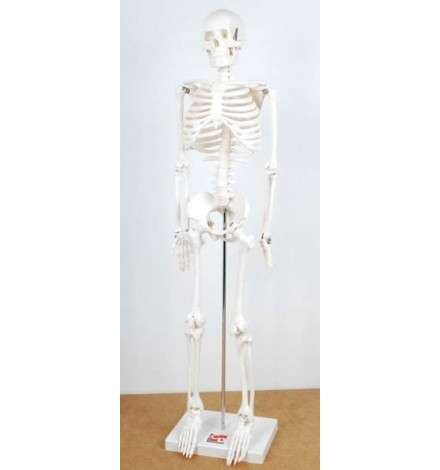 Half-Scale Skeleton 85cm