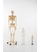 Human Skeleton 168cm