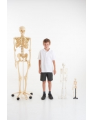 Human Skeleton 168cm