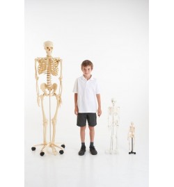 Human Skeleton 168cm