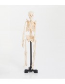 Μικρό Μοντέλο Σκελετού 46cm