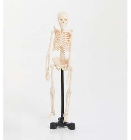 Mini Skeleton 46cm