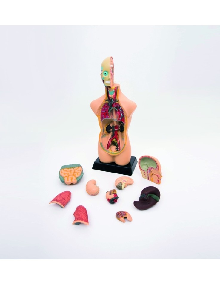 Half-Scale Human Anatomy Torso Model 50cm – 11...