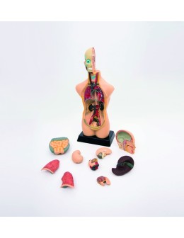 Half-Scale Human Anatomy Torso Model 50cm – 11 Dissectible Parts (MK050)