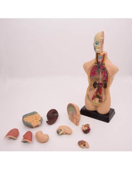 Half-Scale Human Anatomy Torso Model 50cm – 11 Dissectible Parts (MK050)