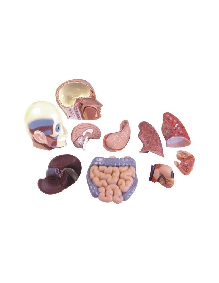 Half-Scale Human Anatomy Torso Model 50cm – 11...