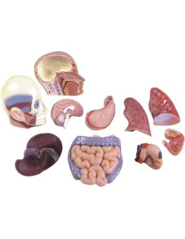 Half-Scale Human Anatomy Torso Model 50cm – 11 Dissectible Parts (MK050)