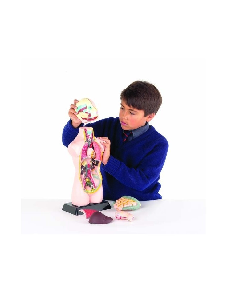 Half-Scale Human Anatomy Torso Model 50cm – 11...