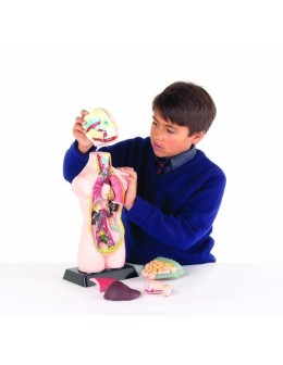 Half-Scale Human Anatomy Torso Model 50cm – 11 Dissectible Parts (MK050)