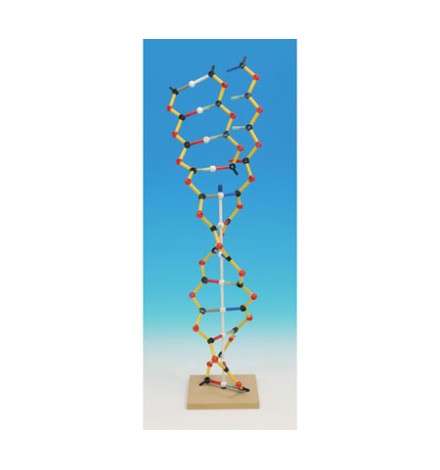 DNA-RNA Orbit Model Kit