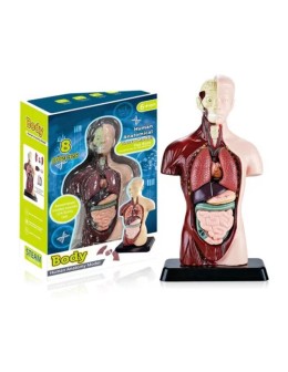 Κορμί με Εσωτερικά Όργανα μικρό 29cm - Torso