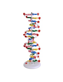 Model DNA 60cm