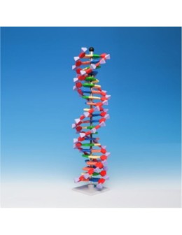 Advanced DNA Model 22-layer 2