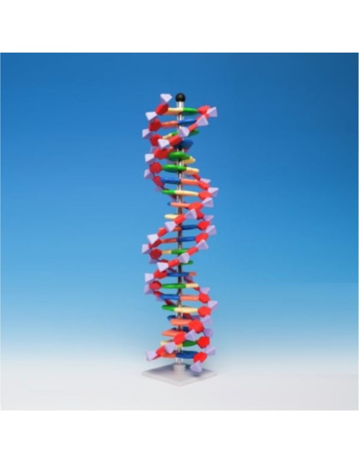 Μοντέλο DNA 22-layer