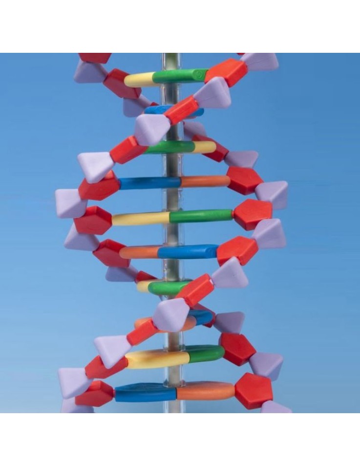 Μοντέλο DNA 22-layer