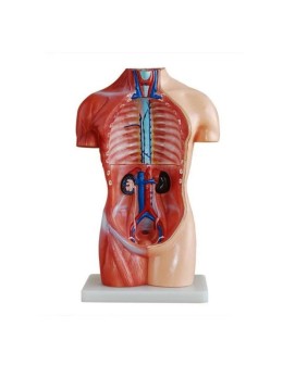 Anatomy Model: Human Torso 42cm, 18 Parts